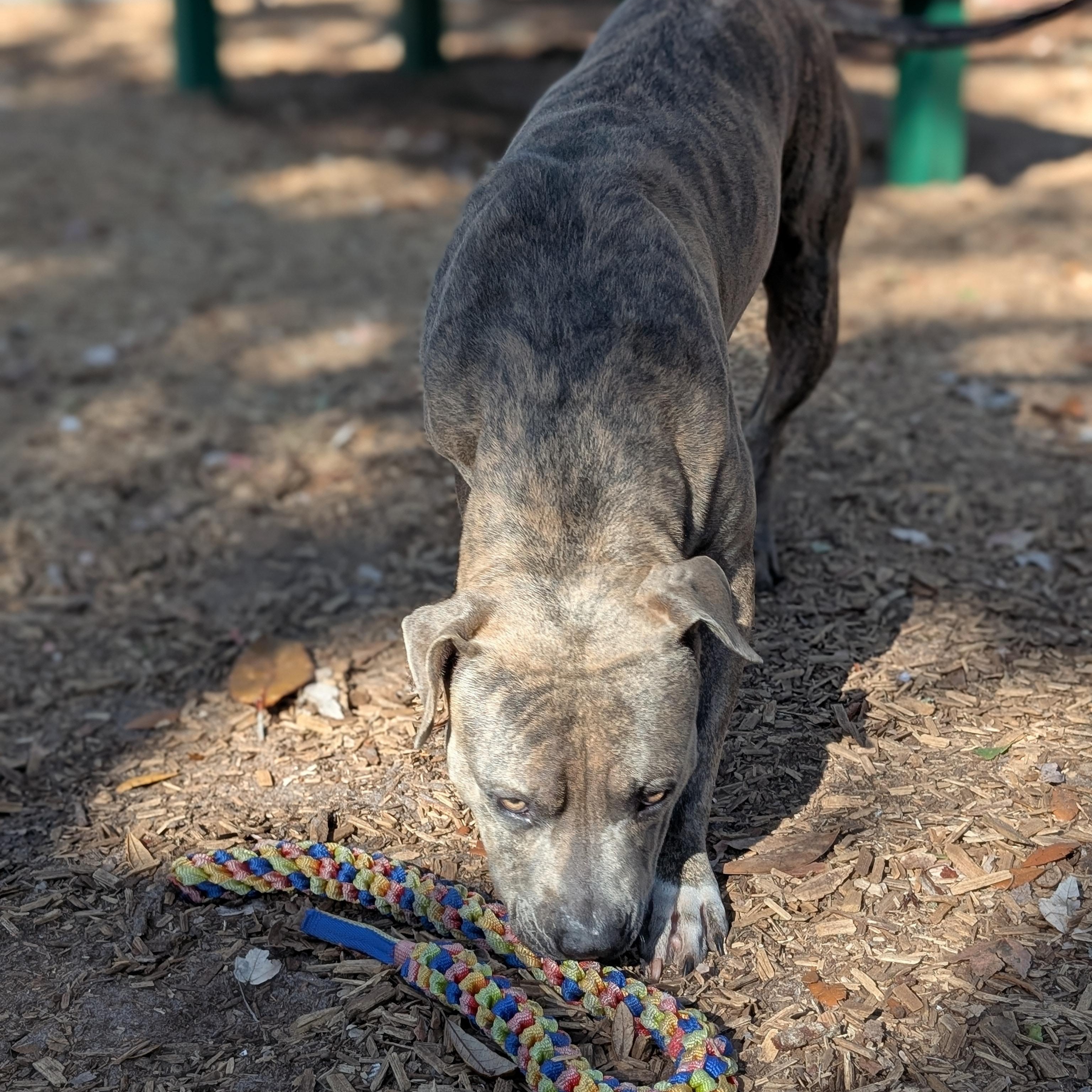 Enlarge Camo, a Adoptable mixed breed in St. Augustine, FL image 3/6