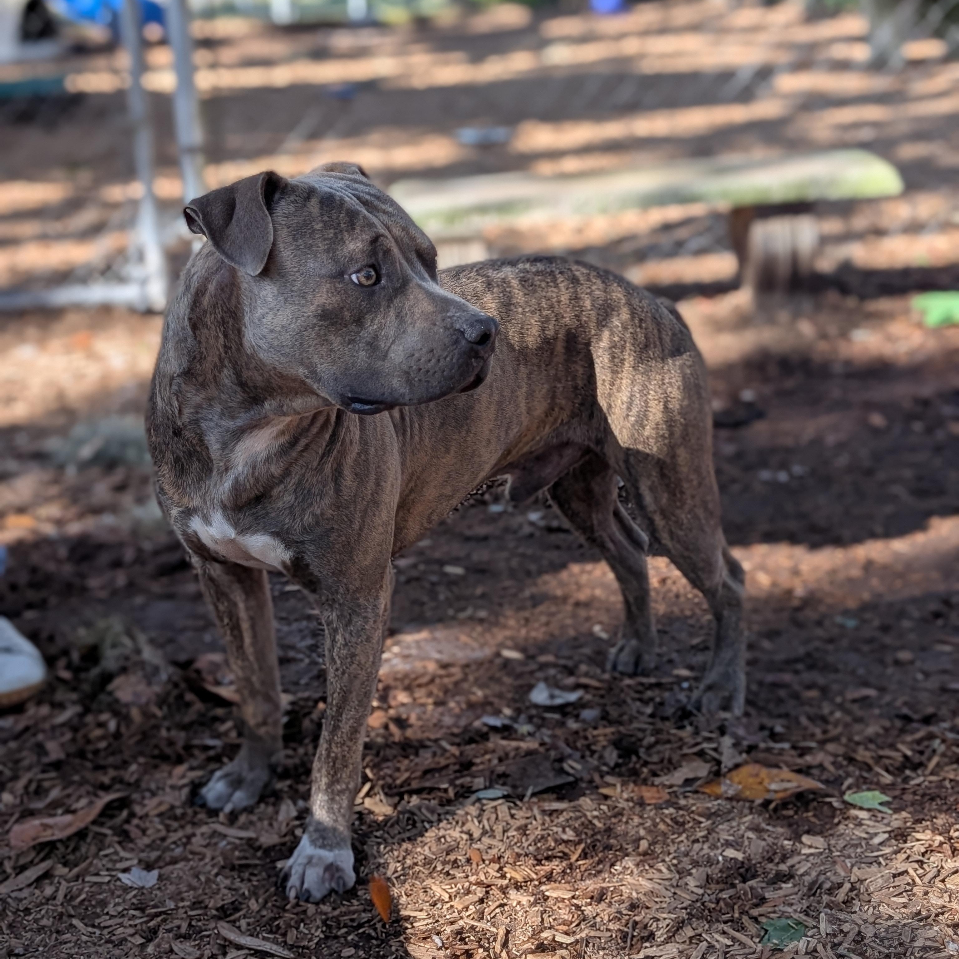 Enlarge Camo, a Adoptable mixed breed in St. Augustine, FL image 2/6