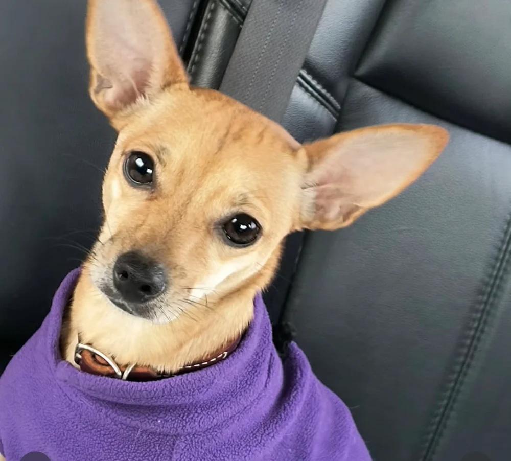 Enlarge Emma, an adopted mixed breed in Santa Clara, CA image 2/4