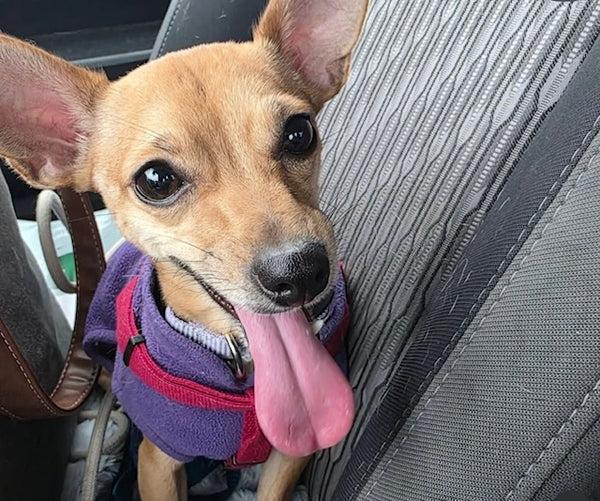 Enlarge Emma, an adopted mixed breed in Santa Clara, CA image 1/4