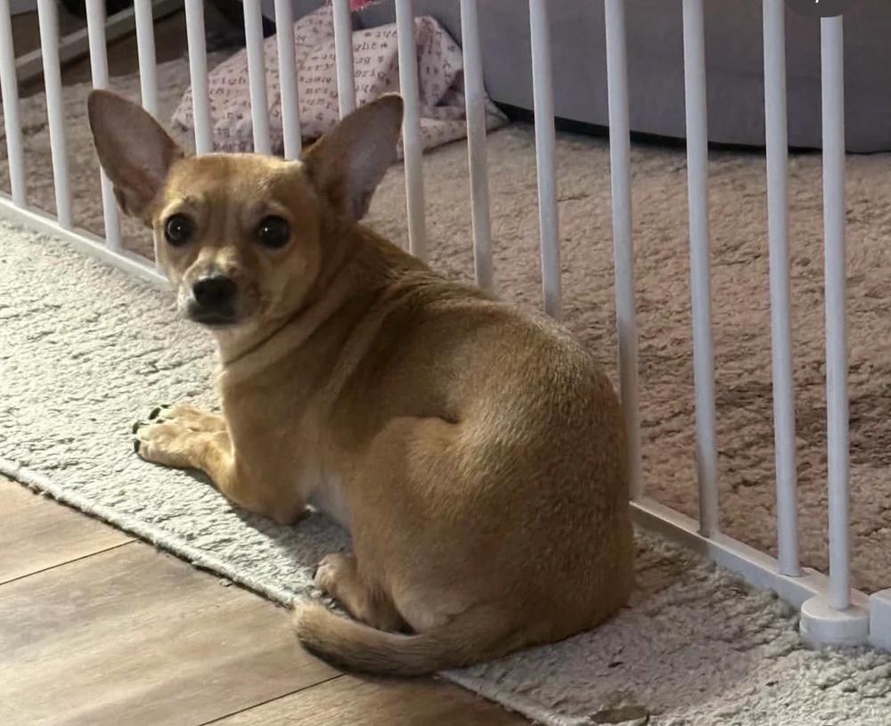 Enlarge Emma, an adopted mixed breed in Santa Clara, CA image 4/4