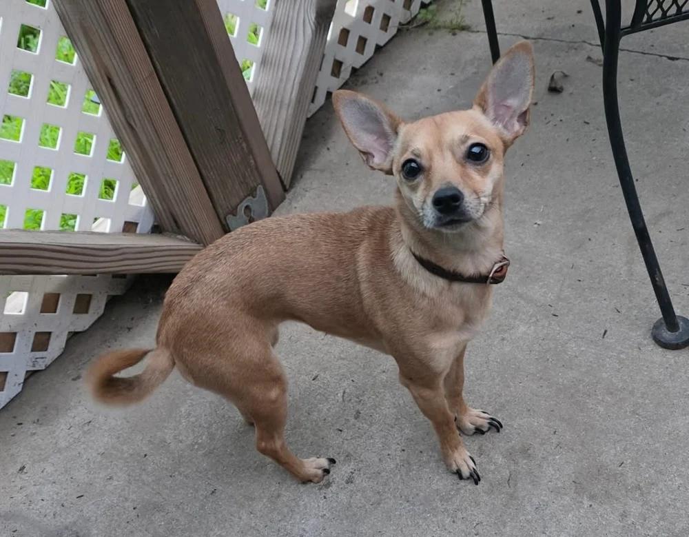 Enlarge Emma, an adopted mixed breed in Santa Clara, CA image 3/4