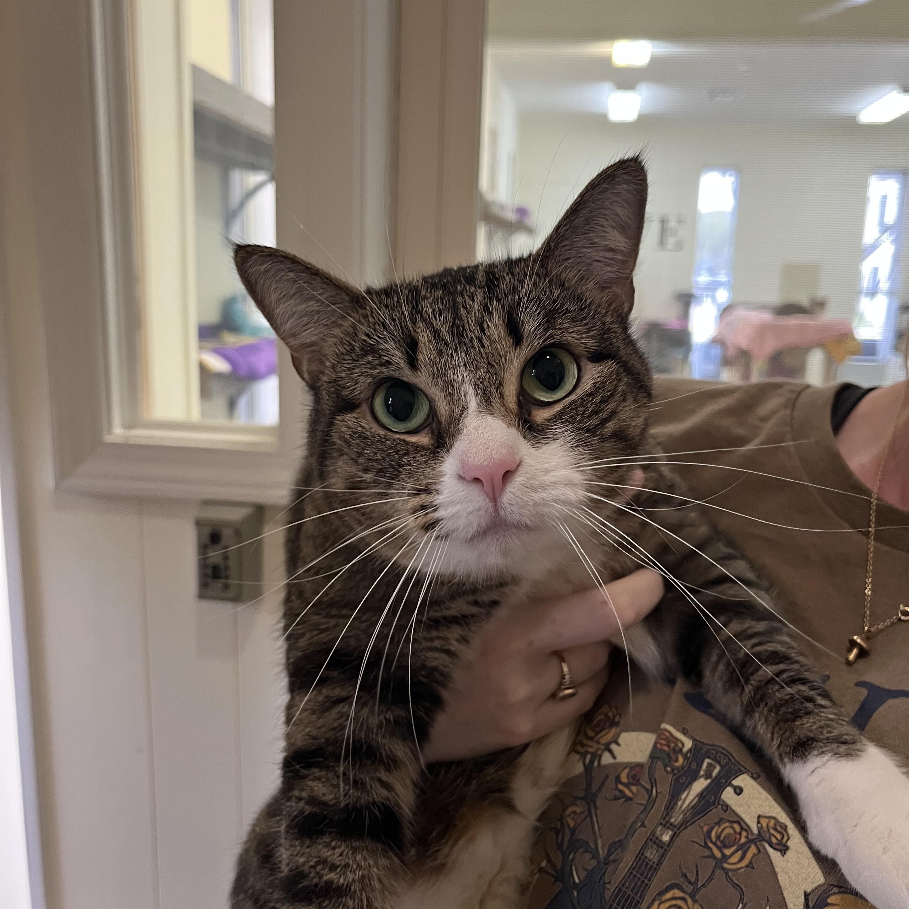 Pasha, Adoptable, Adult Female Tabby.