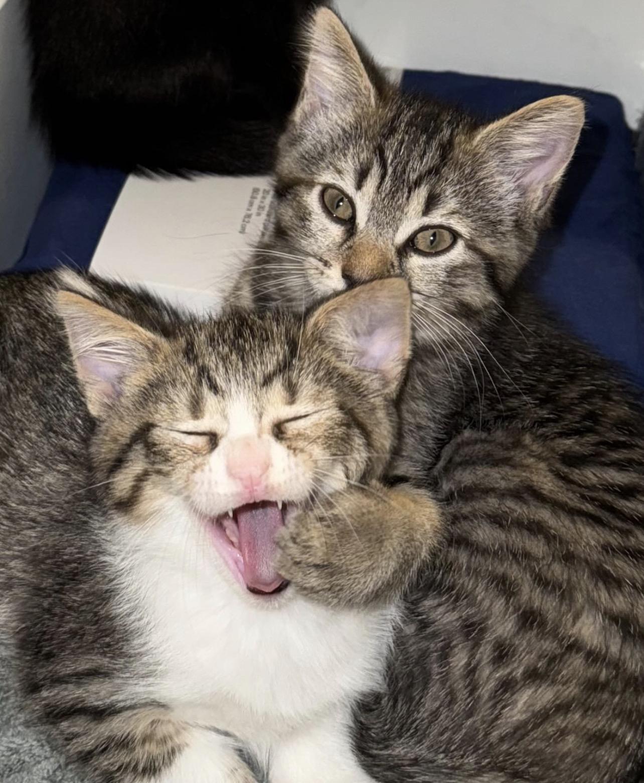 Enlarge Breadsticks, a Adoptable Domestic Medium Hair in Richmond, VA image 2/3