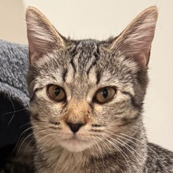 Breadsticks, Adoptable, Young Female Domestic Medium Hair.