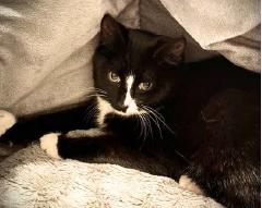 Enlarge Socks, a ADOPTABLE American Shorthair in Union City, NJ image 4/6