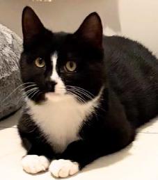 Socks, ADOPTABLE, Kitten Male American Shorthair.