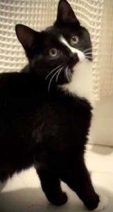 Enlarge Socks, a ADOPTABLE American Shorthair in Union City, NJ image 5/6