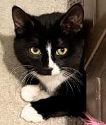 Enlarge Socks, a ADOPTABLE American Shorthair in Union City, NJ image 2/6