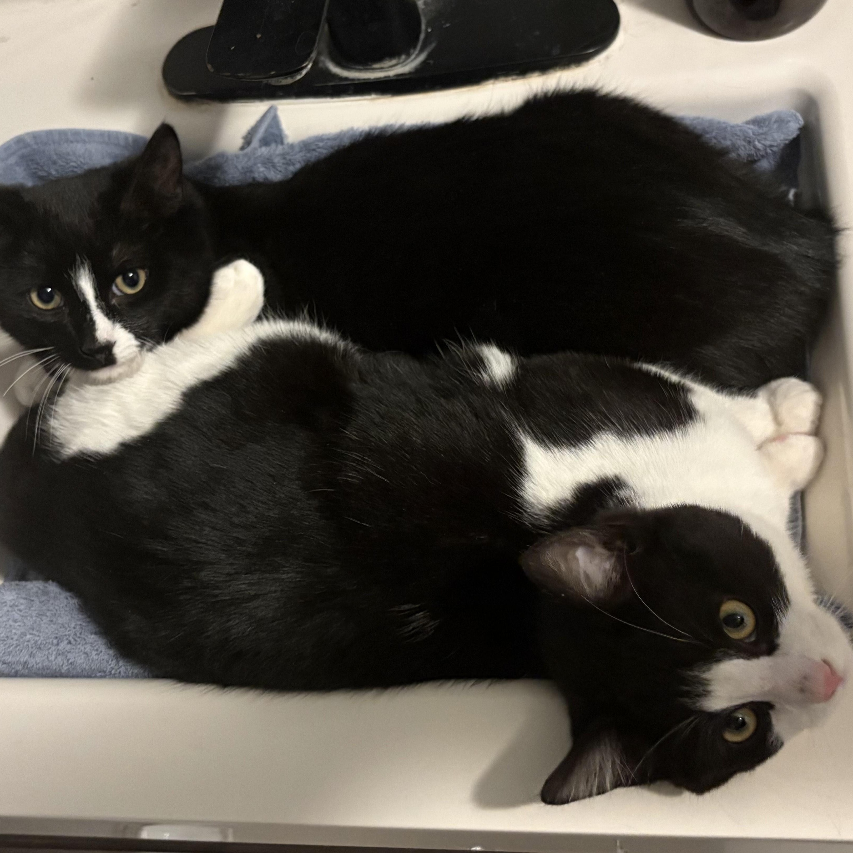 Socks & Truffles, ADOPTABLE, Young Male American Shorthair.