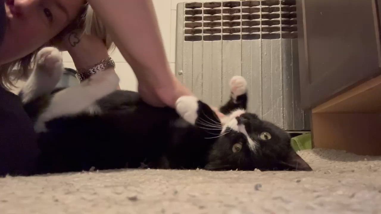 Enlarge Socks, a ADOPTABLE American Shorthair in Union City, NJ video 6/6