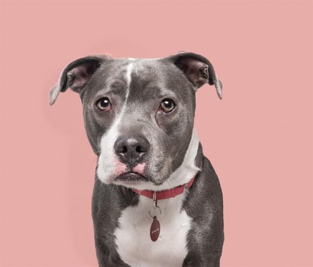 Enlarge CALYPSO, a Adoptable Pit Bull Terrier in Saint Louis, MO image 1/1