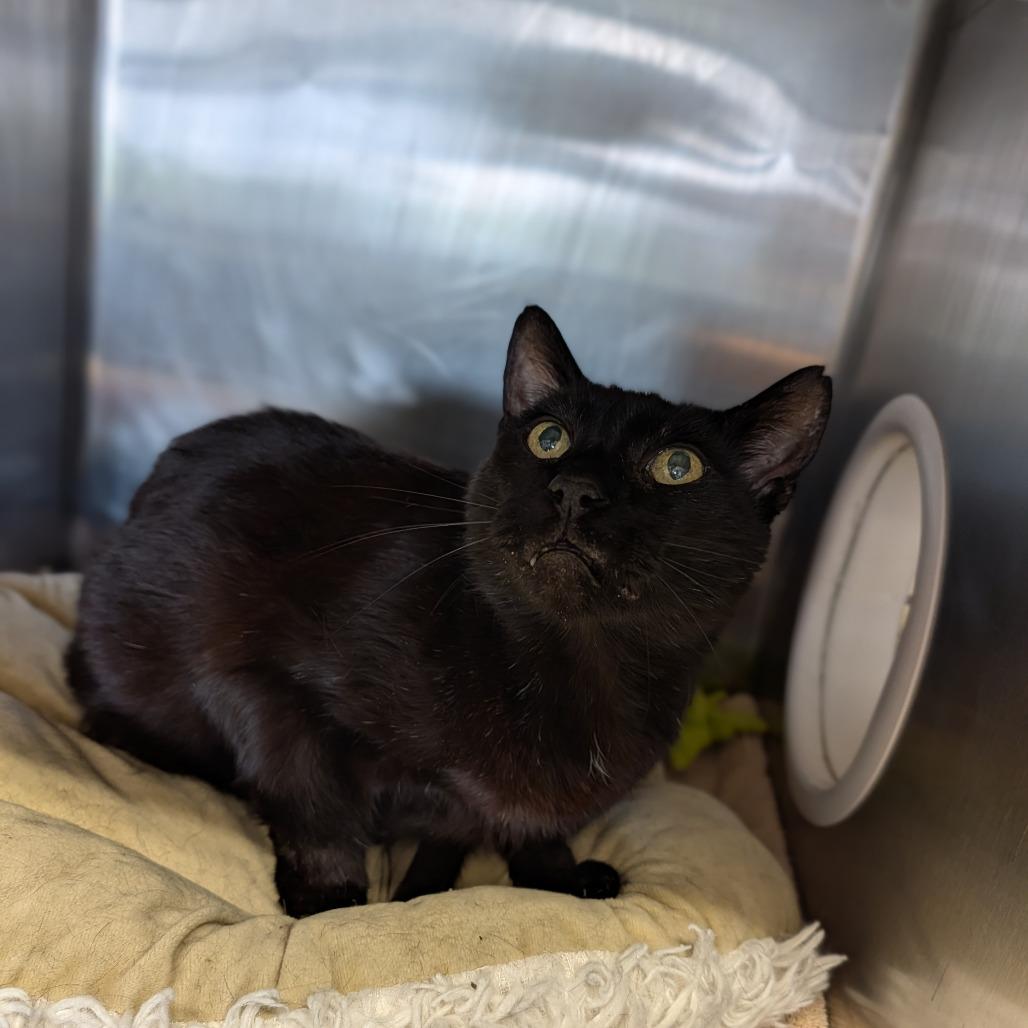 Enlarge Arkady, a ADOPTABLE Domestic Short Hair in Cape Girardeau, MO image 2/2
