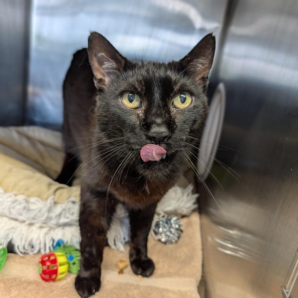 Enlarge Arkady, a ADOPTABLE Domestic Short Hair in Cape Girardeau, MO image 1/2