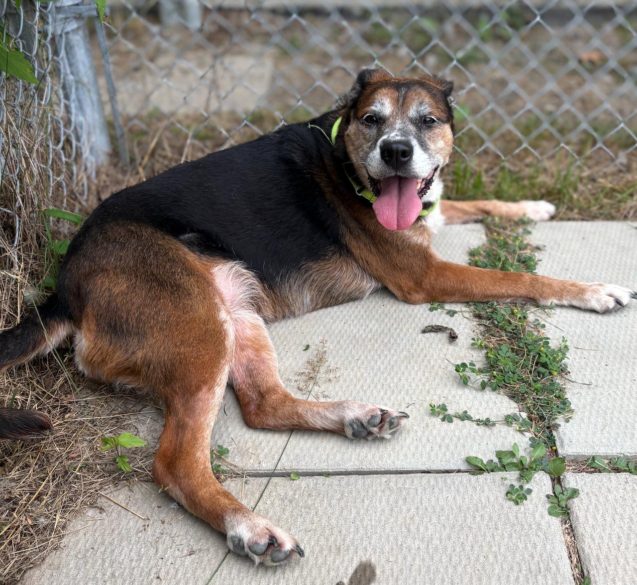 Enlarge Lightning, an adoptable mixed breed in St Stephen, NB image 3/3