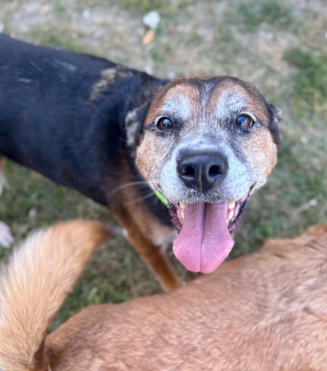 Lightning, adoptable, Senior Female Mixed Breed.