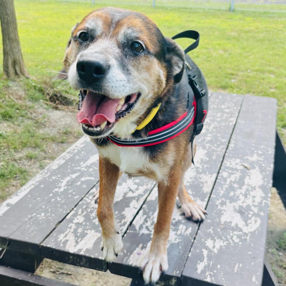 Lightning, adoptable, Senior Female Mixed Breed.