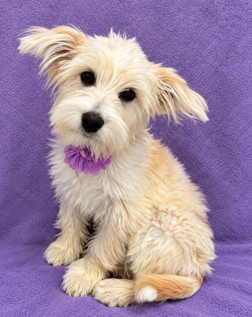 Bella, Adopted, Puppy Female Maltese.