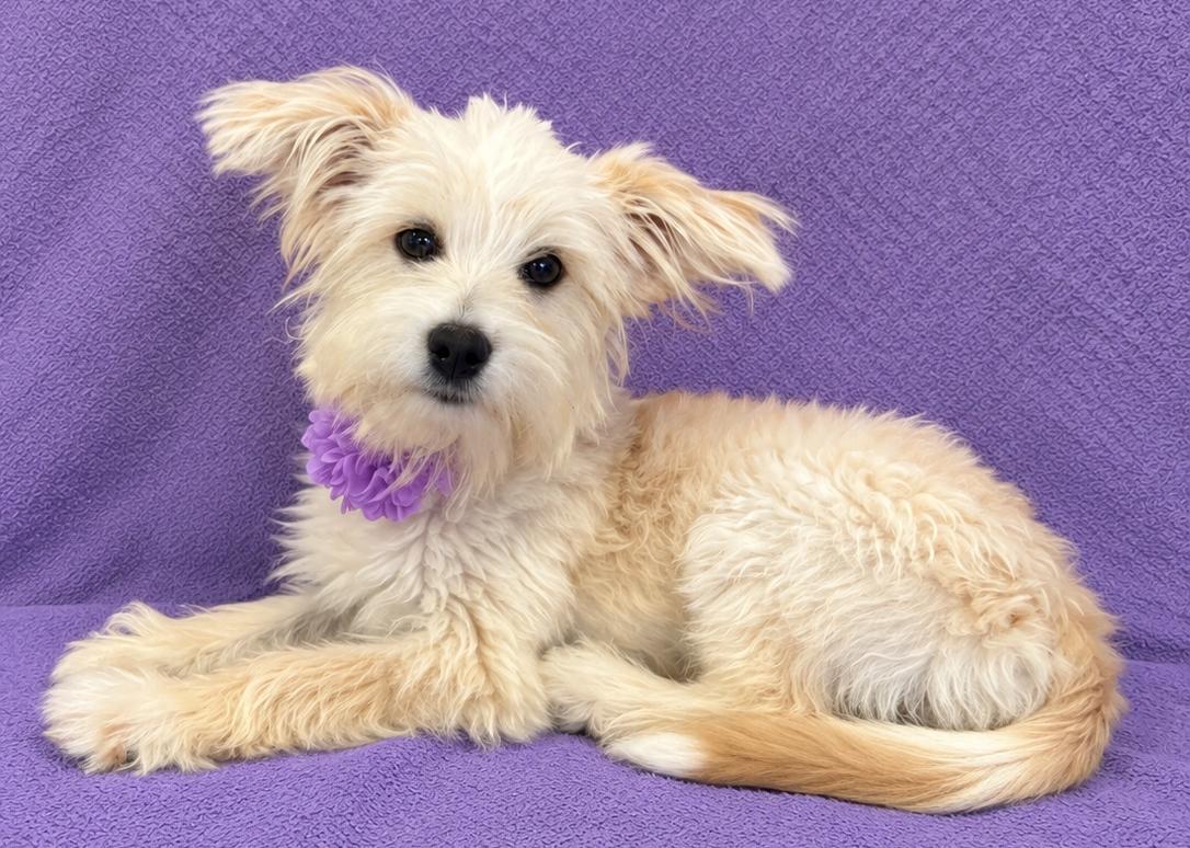 Enlarge Bella, a Adopted Maltese in Lodi, CA image 3/5