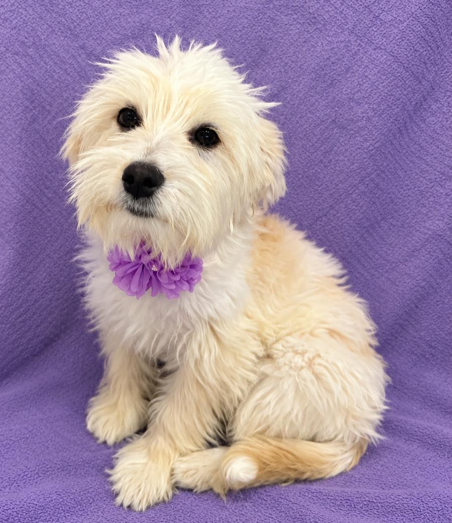 Enlarge Bella, a Adopted Maltese in Lodi, CA image 2/5