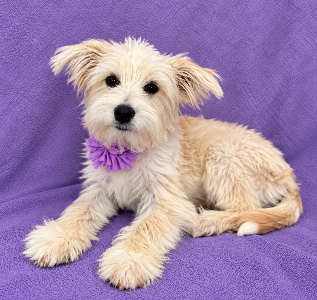 Enlarge Bella, a Adopted Maltese in Lodi, CA image 5/5