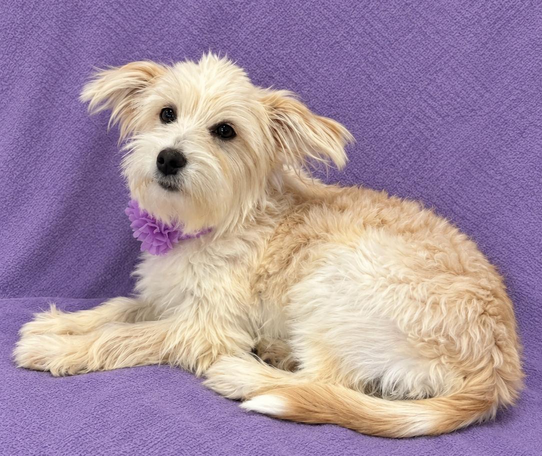 Enlarge Bella, a Adopted Maltese in Lodi, CA image 4/5