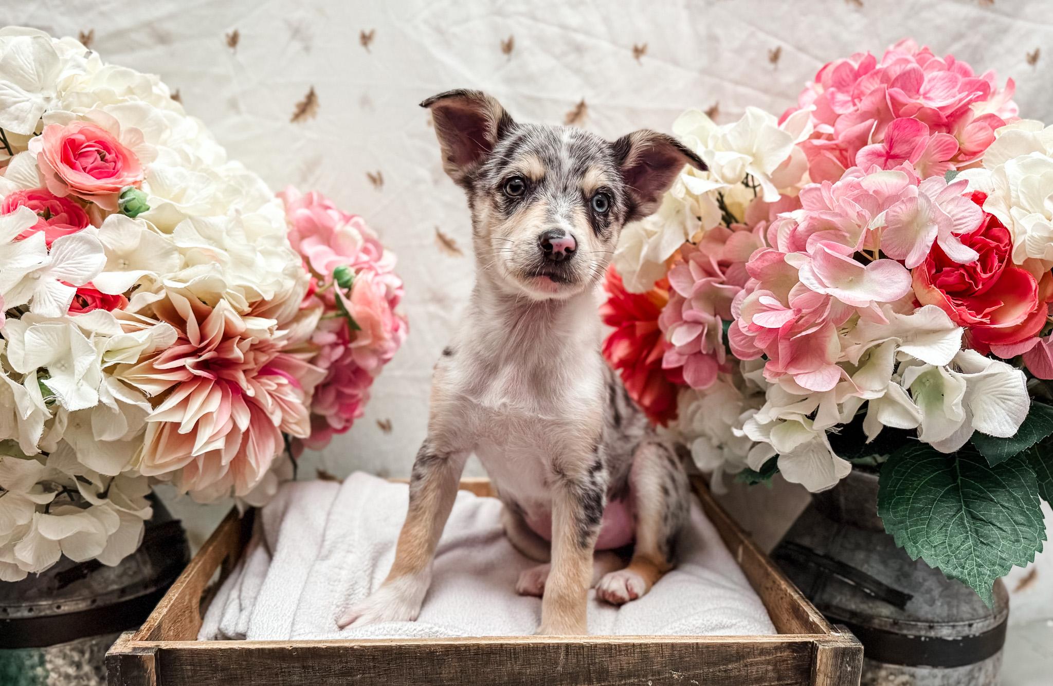 Enlarge Ballerini, a ADOPTABLE mixed breed in Newberg, OR image 3/5