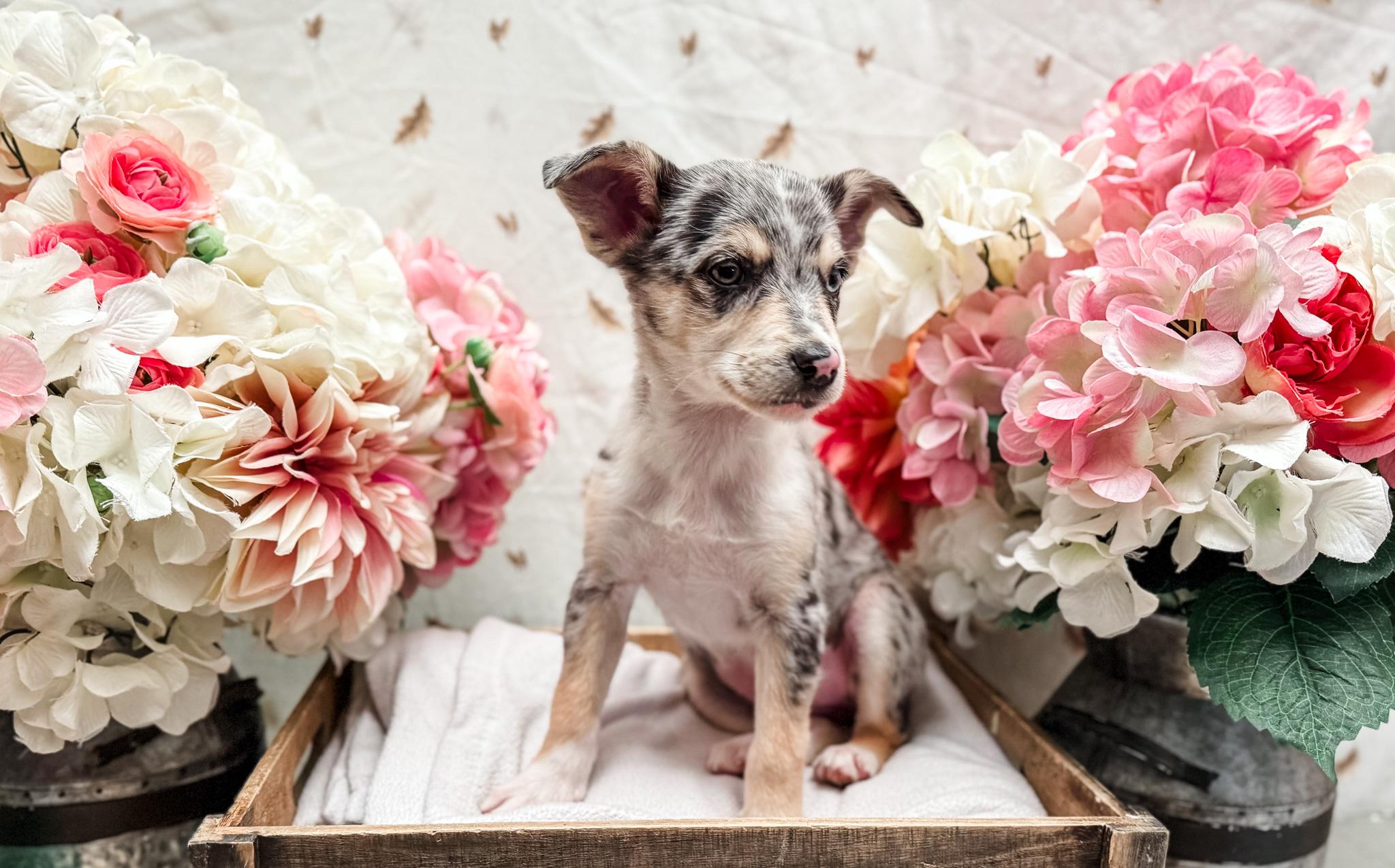 Enlarge Ballerini, a ADOPTABLE mixed breed in Newberg, OR image 5/5