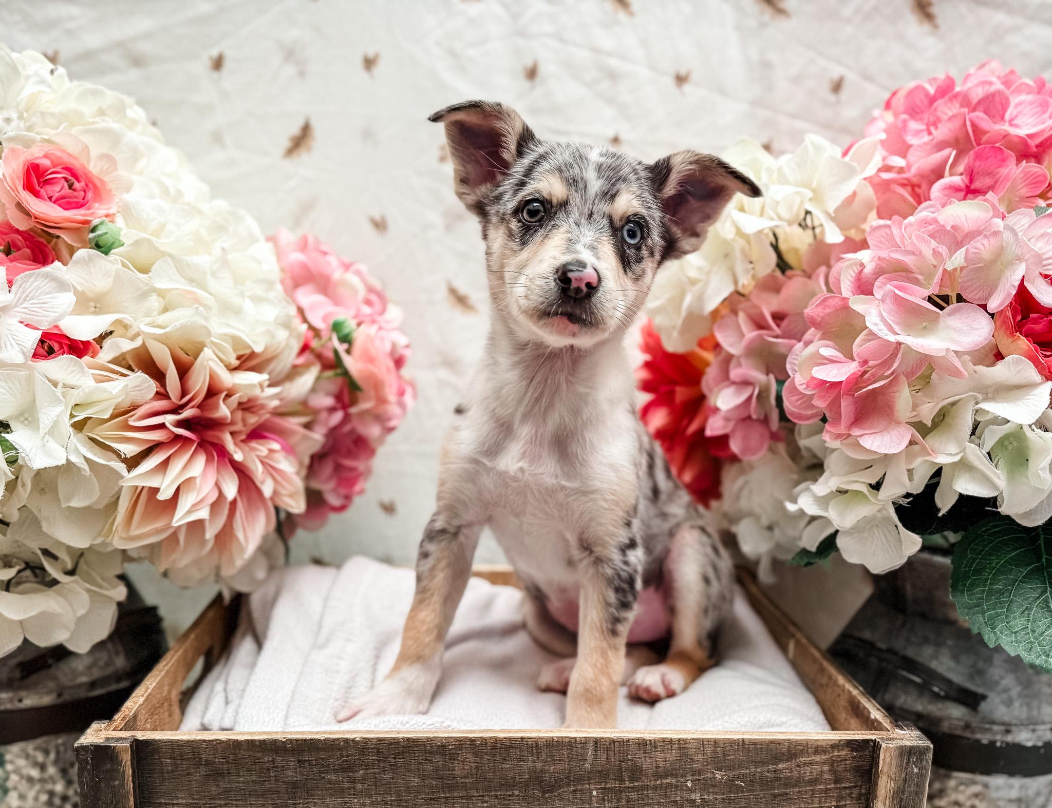 Enlarge Ballerini, a ADOPTABLE mixed breed in Newberg, OR image 4/5