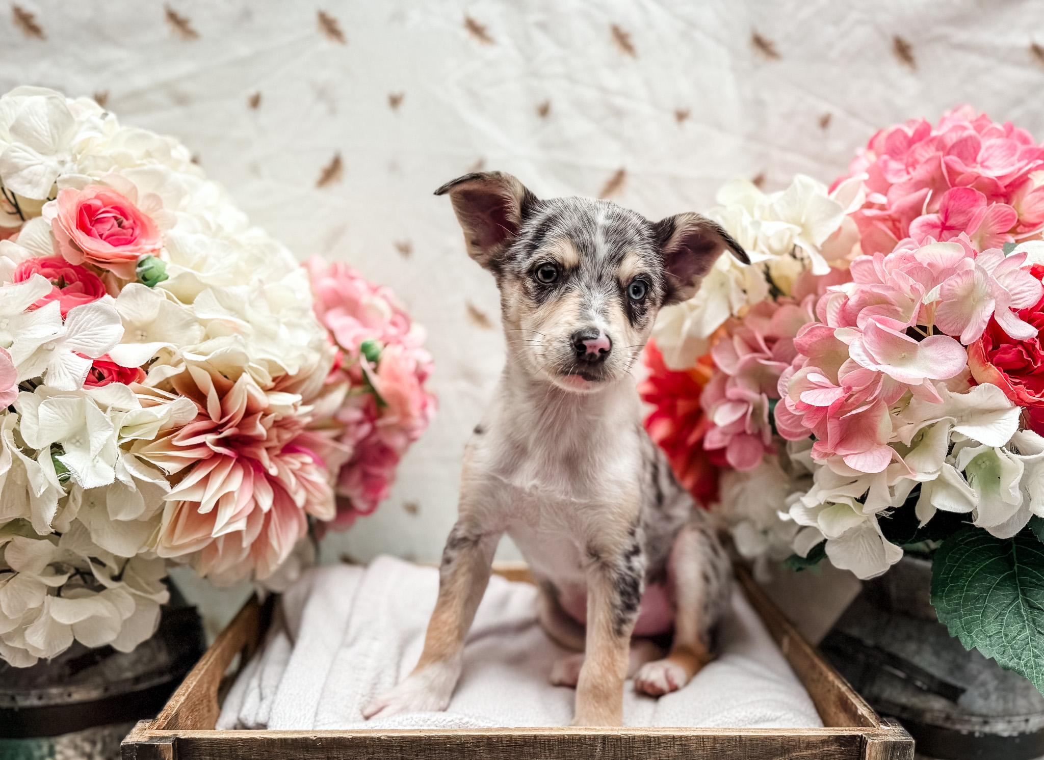 Enlarge Ballerini, a ADOPTABLE mixed breed in Newberg, OR image 2/5