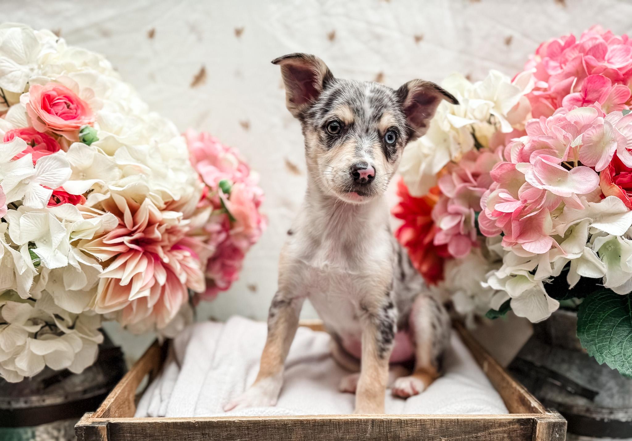 Ballerini, ADOPTABLE, Puppy Female Australian Shepherd & Chihuahua.