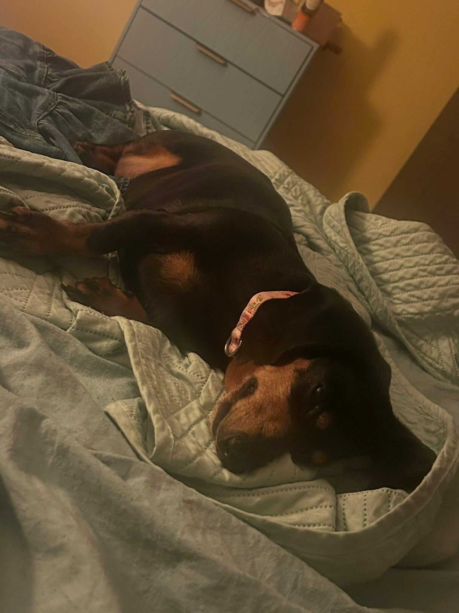 Tookie, ADOPTABLE, Senior Female Dachshund.