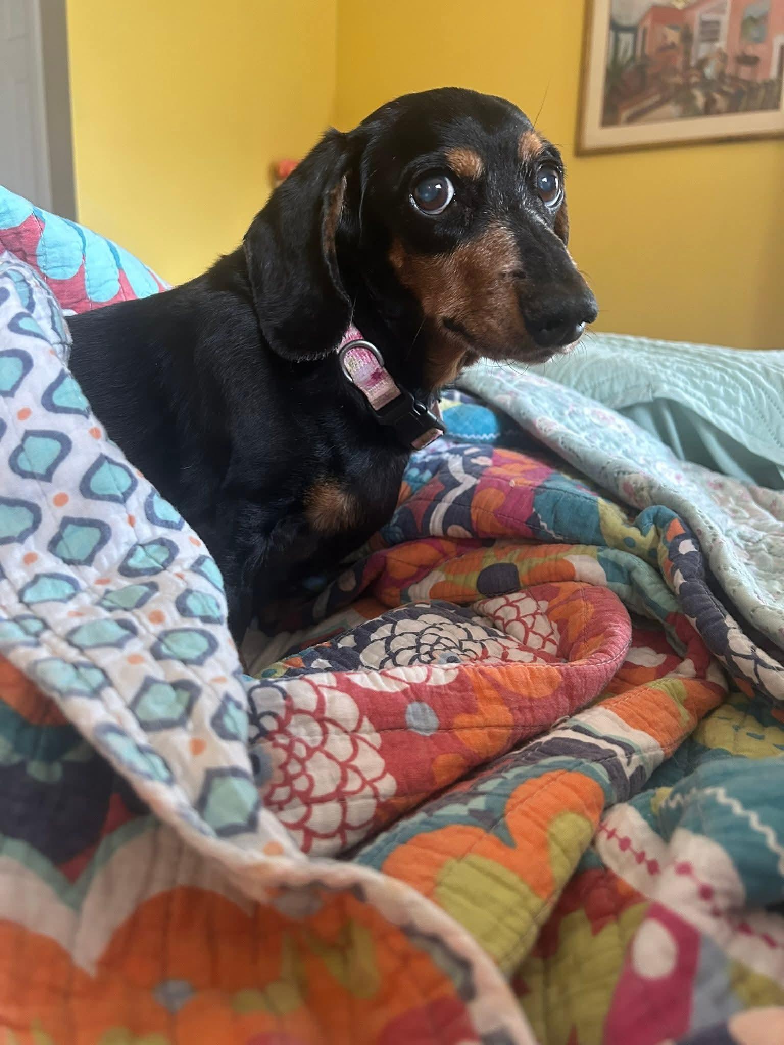 Enlarge Tookie, a ADOPTABLE Dachshund in Orange Beach, AL image 4/4