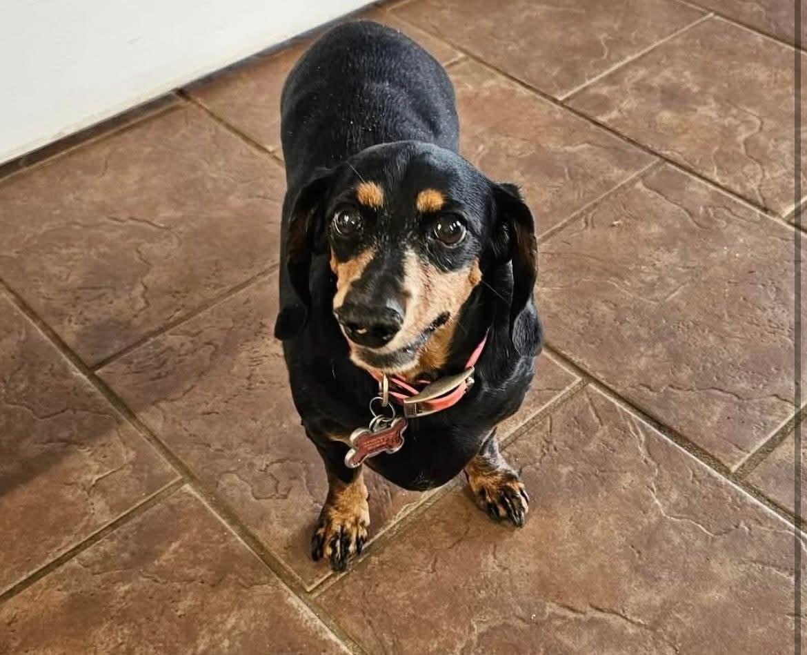 Enlarge Tookie, a ADOPTABLE Dachshund in Orange Beach, AL image 2/2