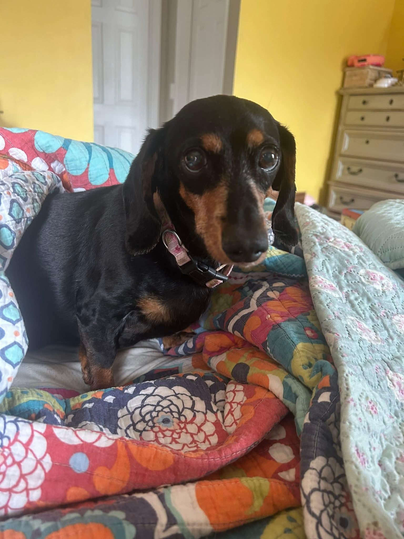 Tookie, ADOPTABLE, Senior Female Dachshund.