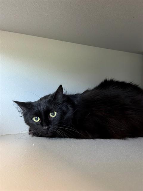 DASH, Adoptable, Adult Female Domestic Short Hair.