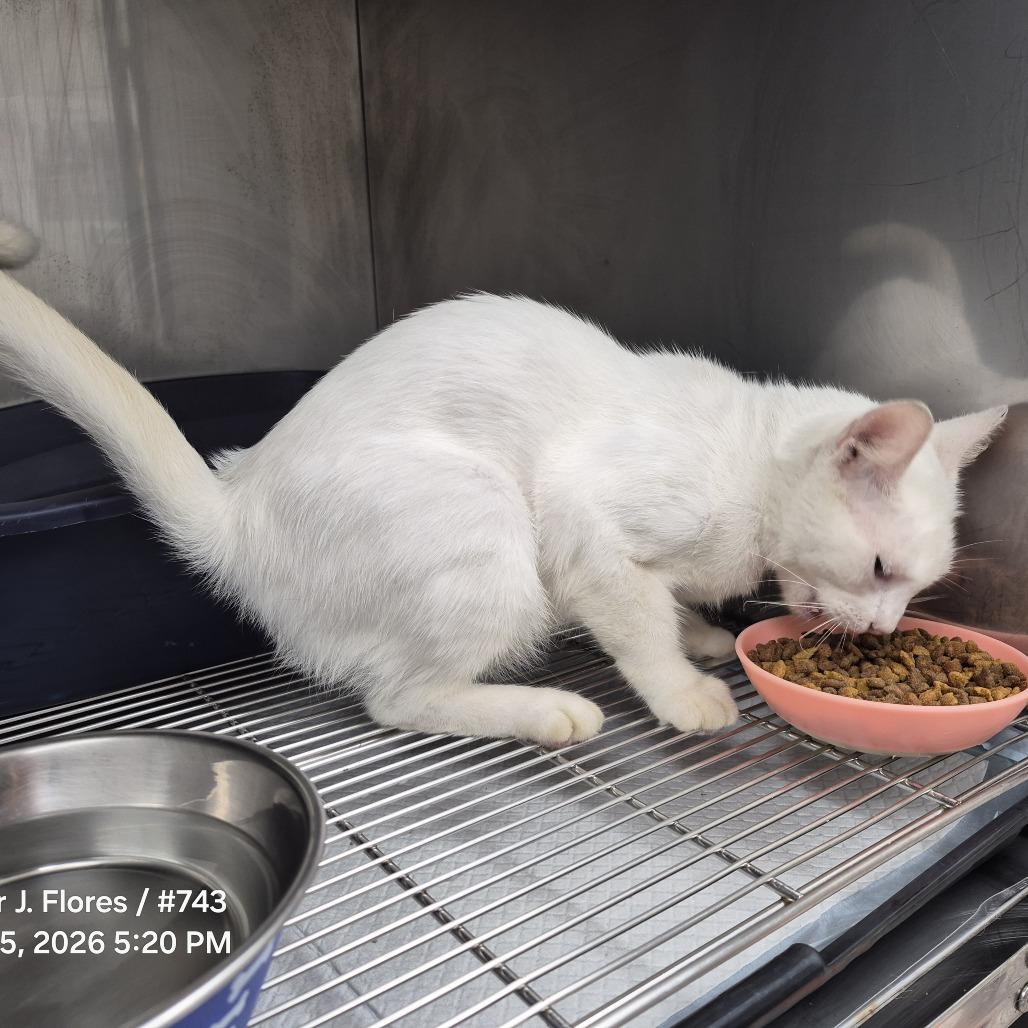 Enlarge TXAC-Stray-19904, a Adoptable Domestic Short Hair in Portland, TX image 1/1
