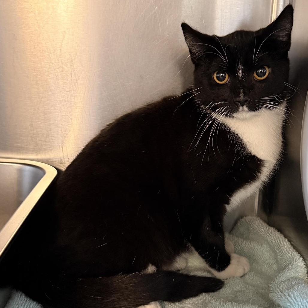 26-249, Adoptable, Young Female Domestic Short Hair.