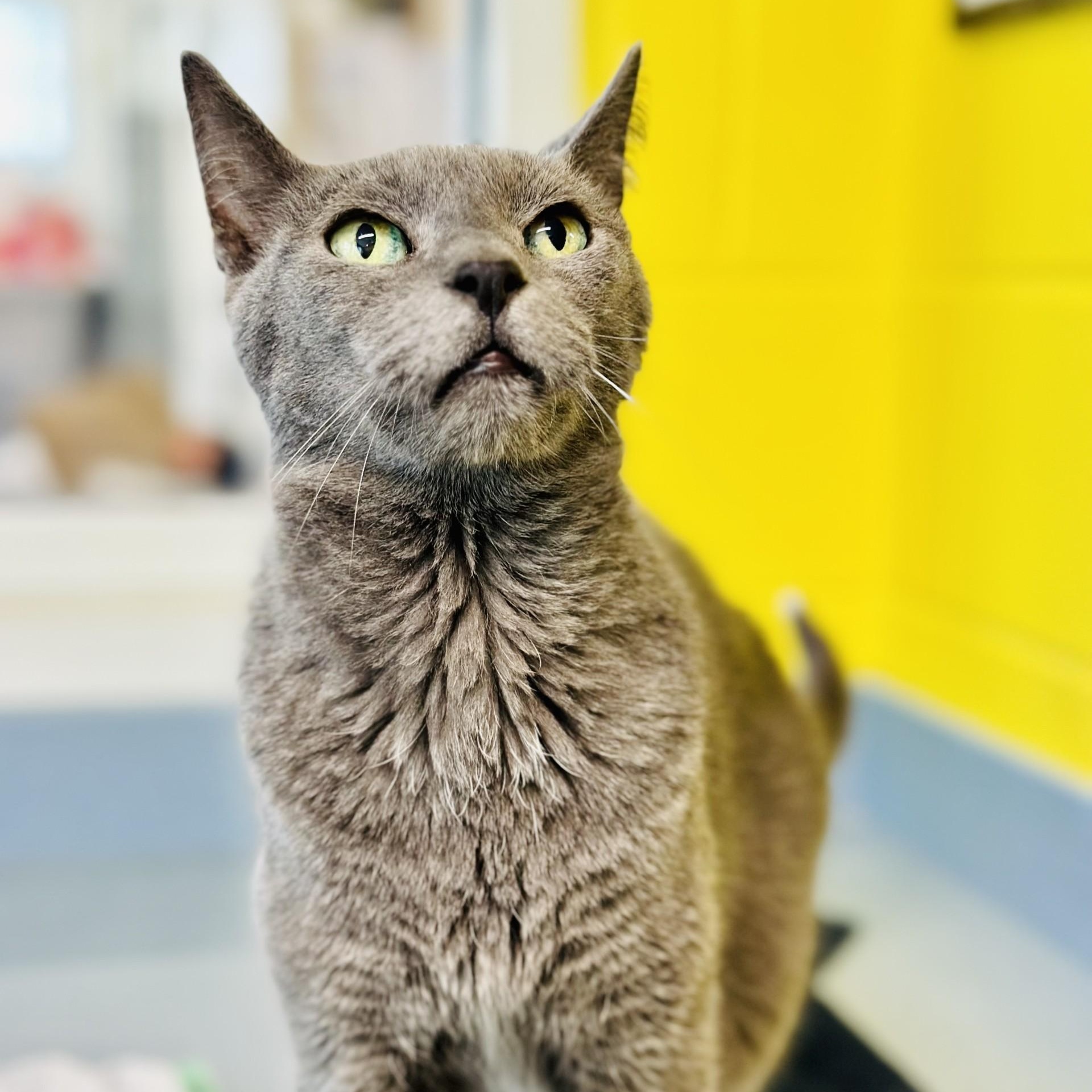 Enlarge Gandalf , a ADOPTABLE Domestic Short Hair in Jackson, NJ image 2/3