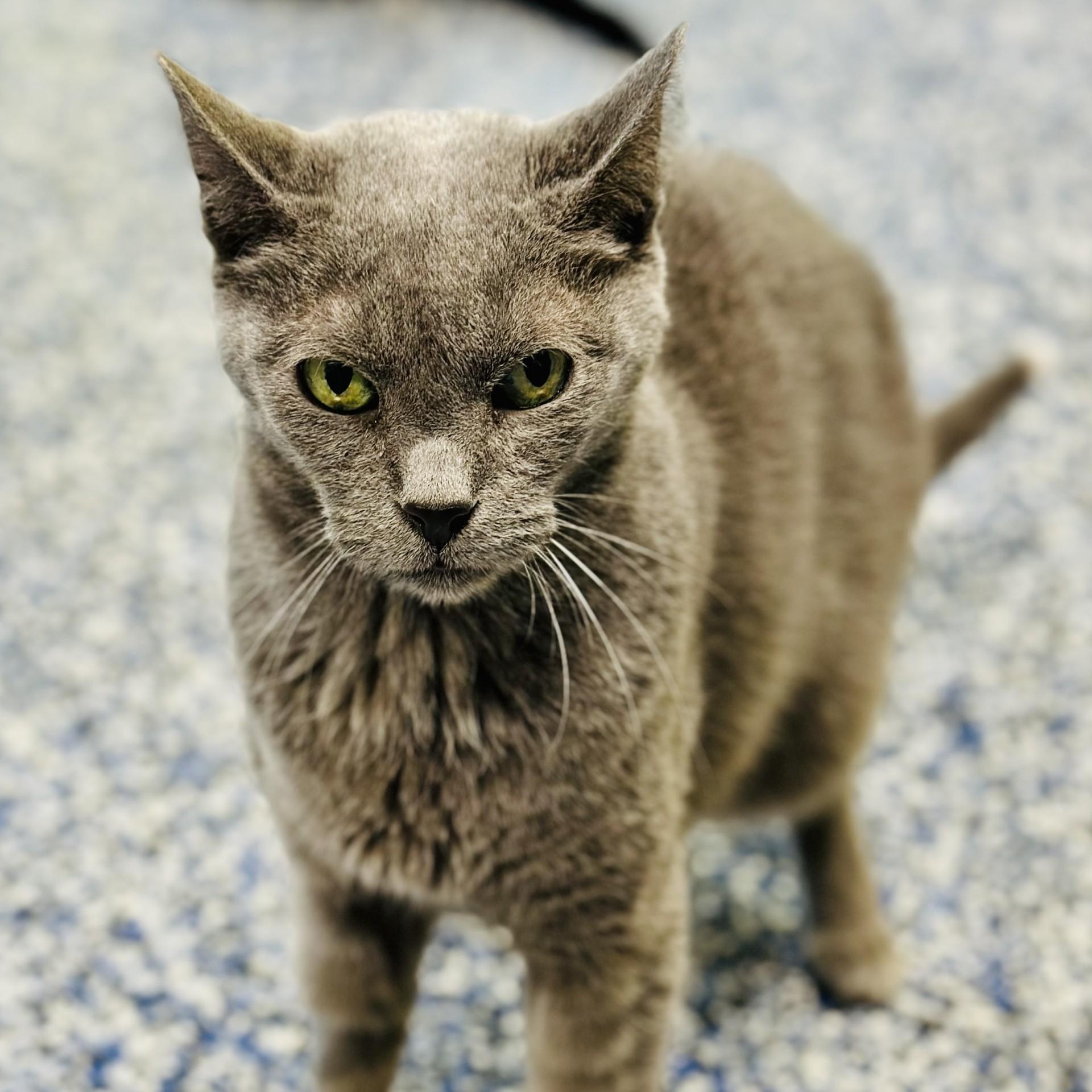 Enlarge Gandalf , a ADOPTABLE Domestic Short Hair in Jackson, NJ image 3/3