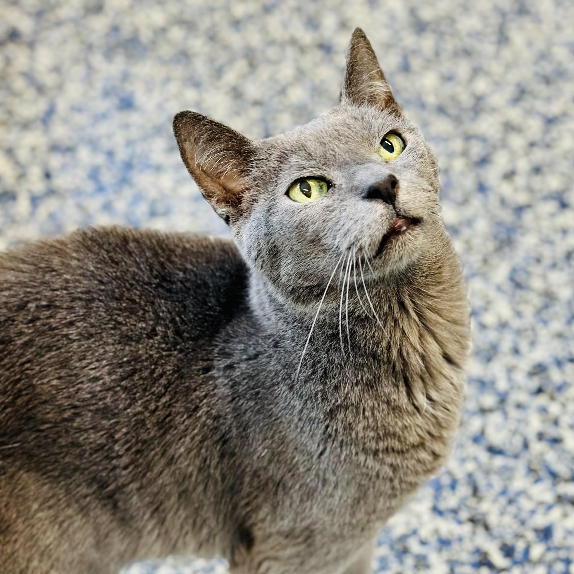 Gandalf , ADOPTABLE, Adult Male Domestic Short Hair.