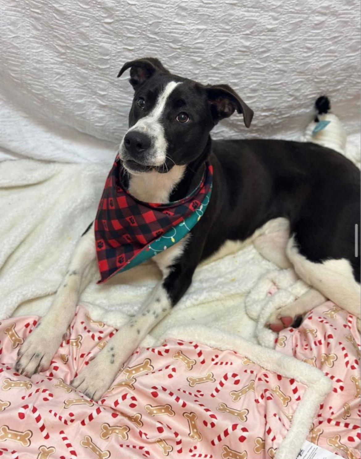 Enlarge Sherry, a Adopted mixed breed in Arnold, MO image 1/3