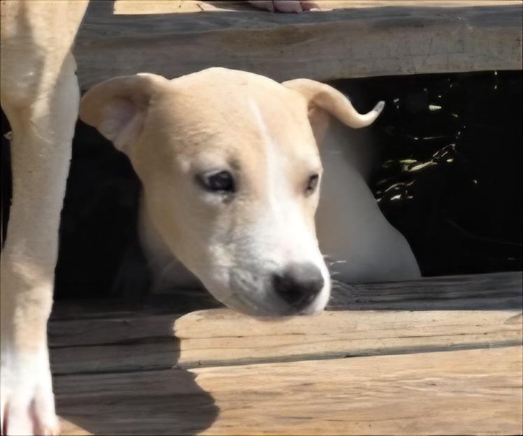 Enlarge Sassy Junior, a Adoptable mixed breed in Rockport, TX image 1/6