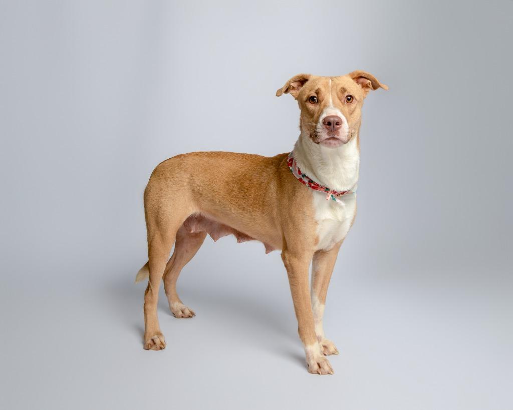 Enlarge Sassy Junior, a Adoptable mixed breed in Rockport, TX image 2/6