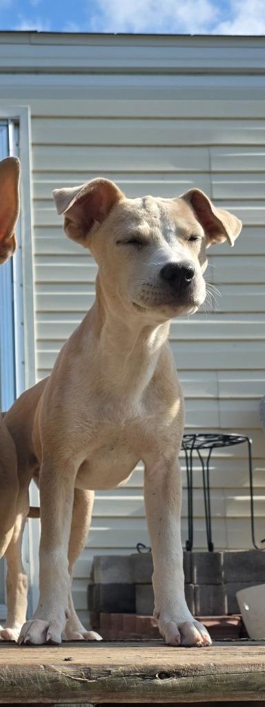 Enlarge Sassy Junior, a Adoptable mixed breed in Rockport, TX image 3/6