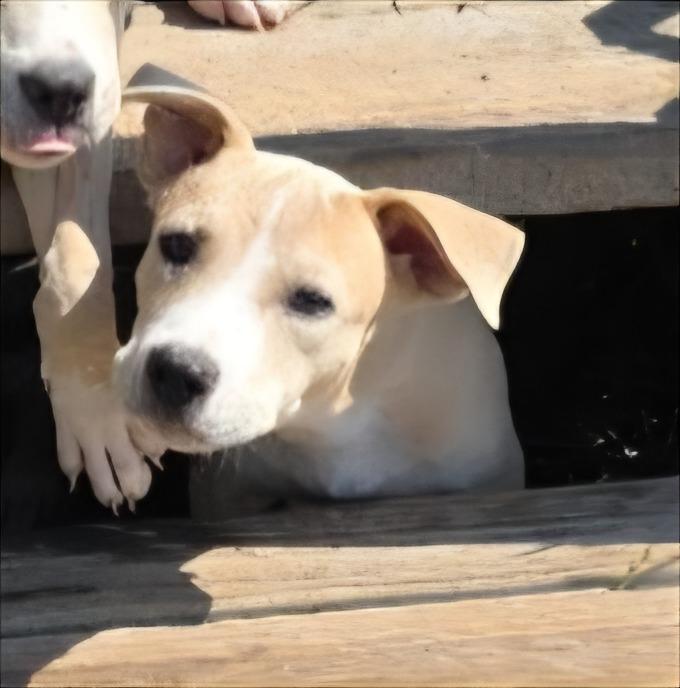 Enlarge Sassy Junior, a Adoptable mixed breed in Rockport, TX image 4/6