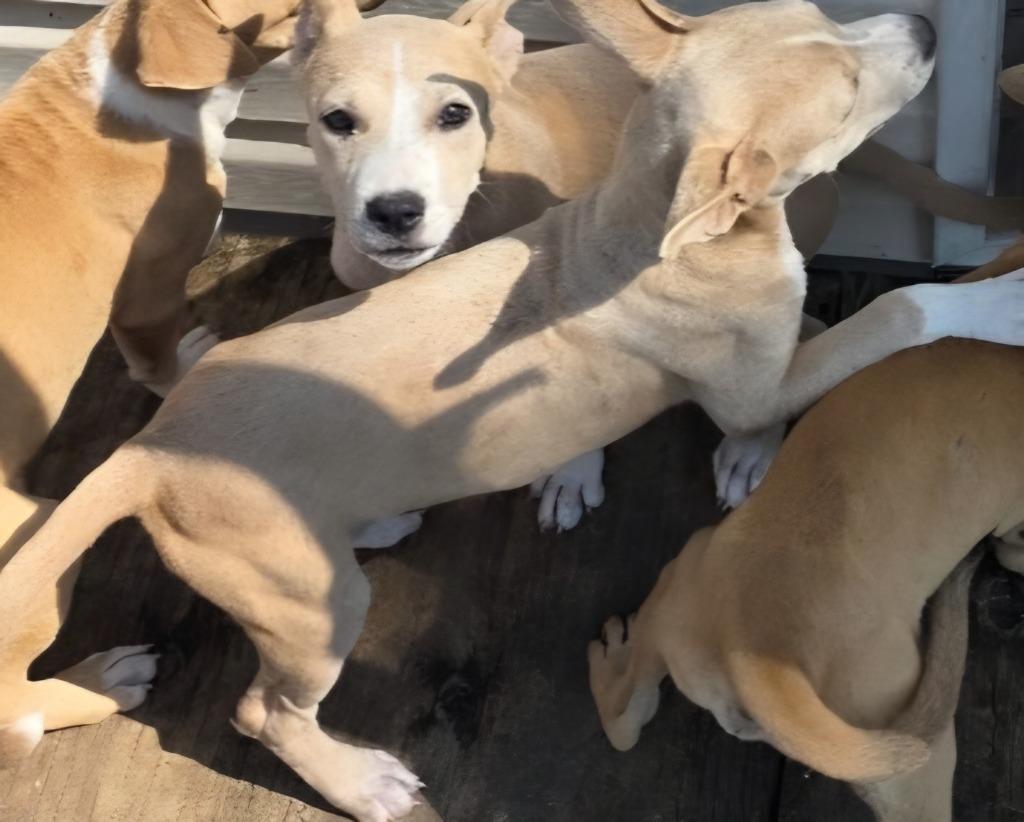 Enlarge Sassy Junior, a Adoptable mixed breed in Rockport, TX image 5/6
