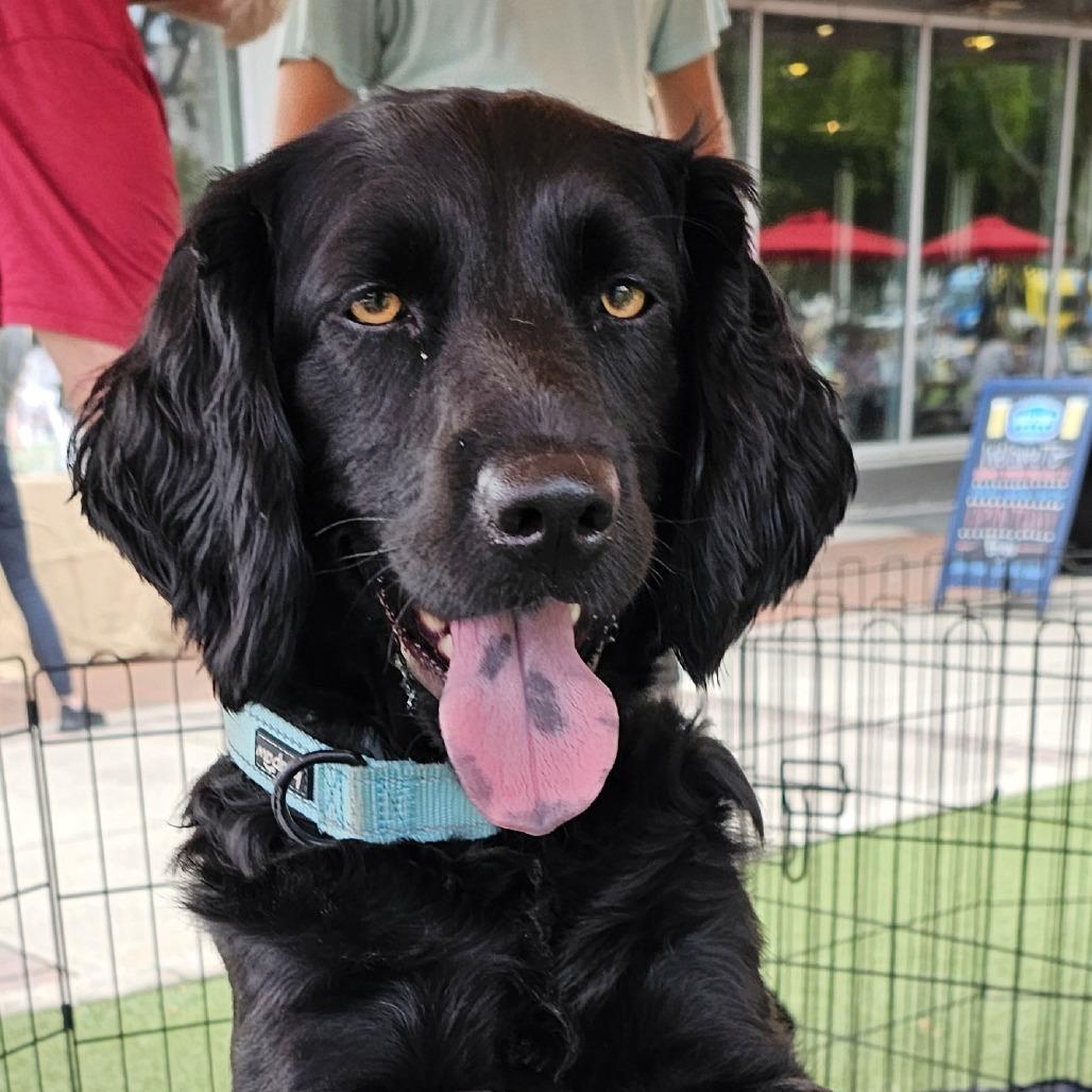 Enlarge Onyx, a Adoptable Mixed Breed in Myrtle Beach, SC image 2/4