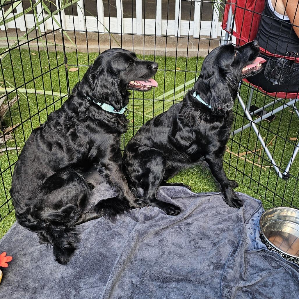 Enlarge Onyx, a Adoptable Mixed Breed in Myrtle Beach, SC image 3/4