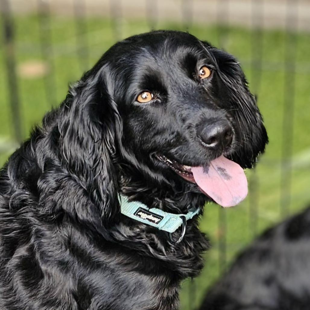 Enlarge Onyx, a Adoptable Mixed Breed in Myrtle Beach, SC image 4/4